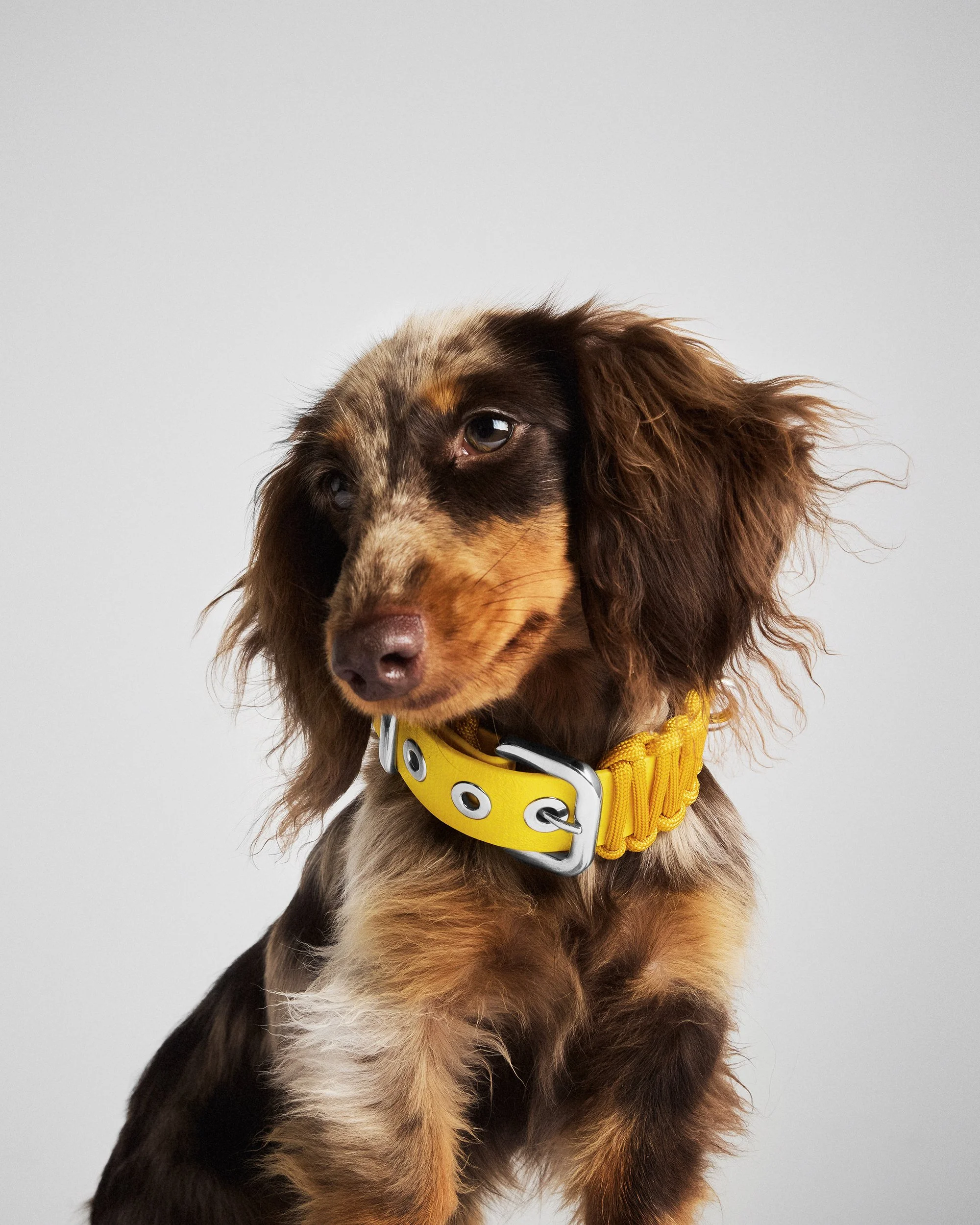 BOLD COLLAR in Baby Blue — VALKA KUKUR Modern sophsticated leashes